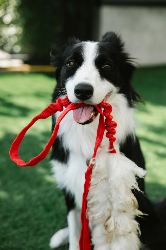 Blog Title: Why Your Dog's Walk Isn't Complete Without the Hydration Plus™ Leash